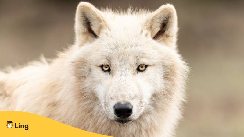Ein estnischer Wolf schaut direkt in die Kamera