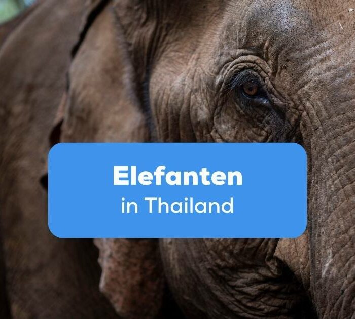 Elefanten in Thailand Ling App Einfacher Ratgeber