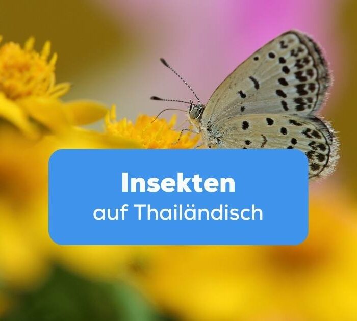 Schmetterling auf einer gelben Blume Insekten auf Thailändisch