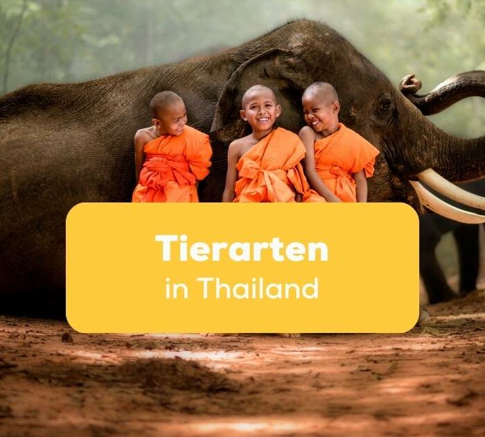 Junge Mönchsnovizen die neben einem Elefanten sitzen und lachen, Elefanten sind einer der häufigsten Tierarten in Thailand