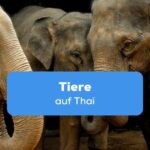 Drei Elefanten Tiere auf Thai