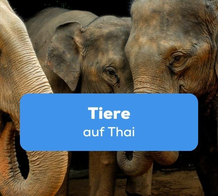 Drei Elefanten Tiere auf Thai